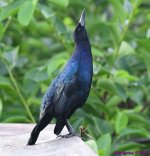 DSC_5464_001.JPG