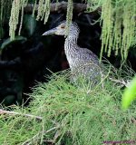 DSC_5483_001.JPG