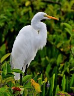 DSC_5537_001.JPG