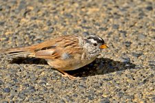 500_0315R_CoShNL_cr_sm.jpg