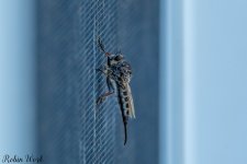 RD5_5786-Edit.jpg