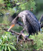 DSC_5573_stitch7_001.JPG