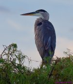 DSC_5723_001.JPG
