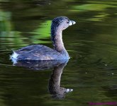 DSC_5736_001.JPG