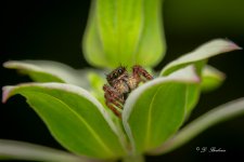 DSC_4518-2.jpg