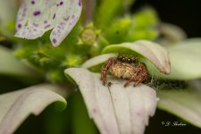 DSC_4554.jpg