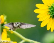 RD5_7235-Edit.jpg
