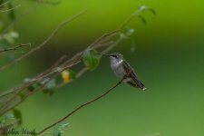 RD5_7294-Edit.jpg