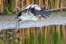 WoodStorkTakeoff-283.jpg