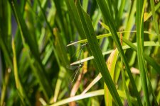 Damselflies Mating-3.jpg