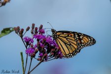 RD5_7657-Edit.jpg