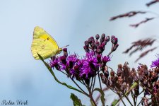 RD5_7673-Edit.jpg