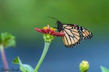 RD5_7736-Edit.jpg
