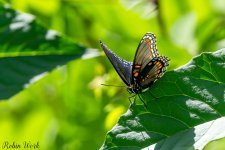 RD5_7753-Edit.jpg