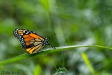 RD5_7764-Edit.jpg