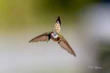 DSC_4721.jpg