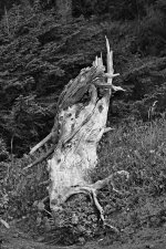 SNY00137_LCoSh_cr_BW.jpg