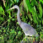 DSC_5827_001.JPG
