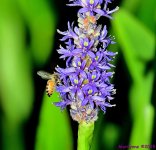 DSC_5868_001.JPG