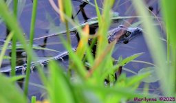 DSC_5929_001.JPG