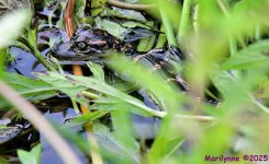 DSC_5990_001.JPG