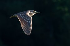 BlackCrownedJuvie-285.jpg