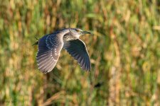 BlackCrownedJuvie-287.jpg