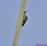 DSC_6056_001.JPG