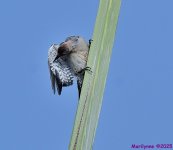 DSC_6086_001.JPG