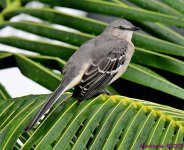 DSC_6066_001.JPG