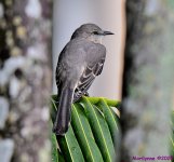 DSC_6095_001.JPG