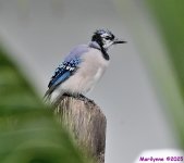 DSC_6079_001.JPG