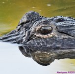 DSC_6143_001.JPG