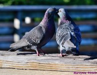 DSC_6257_001.JPG