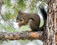 PineSquirrel-287.jpg