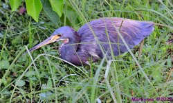 DSC_6286_001.JPG