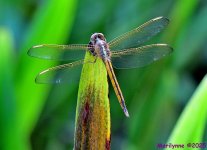 DSC_6298_001.JPG