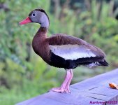 DSC_6318_001.JPG