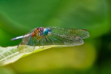 20250806-_NZ86665_DxO.jpg