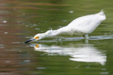 SnowyEgretHunting-291.jpg