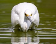 SnowyEgretHunting-292.jpg