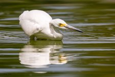 SnowyEgretHunting-293.jpg