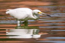 SnowyEgretHunting-296.jpg