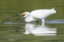 SnowyEgretHunting-297.jpg