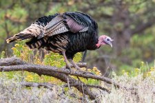 Turkey-296.jpg