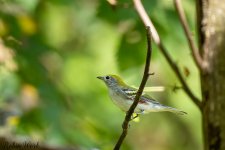 RD5_9978-Edit.jpg
