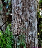 DSC_6417_001.JPG