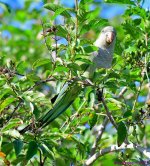DSC_6566_001.JPG