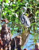 DSC_6571_001.JPG