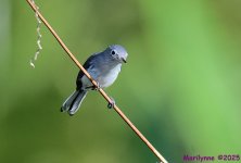 DSC_6583_001.JPG